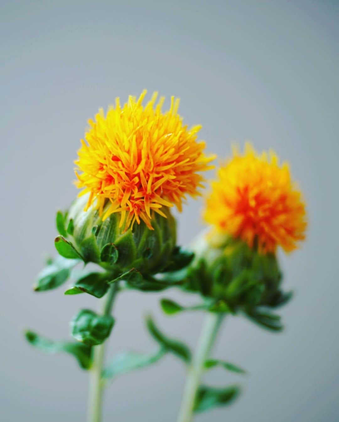 奇妙礼太郎さんのインスタグラム写真 - (奇妙礼太郎Instagram)「#supermarketflowers  #紅花  #safflower  #a7iii  #flektogon35mmf24」5月13日 13時41分 - reitaro_strange