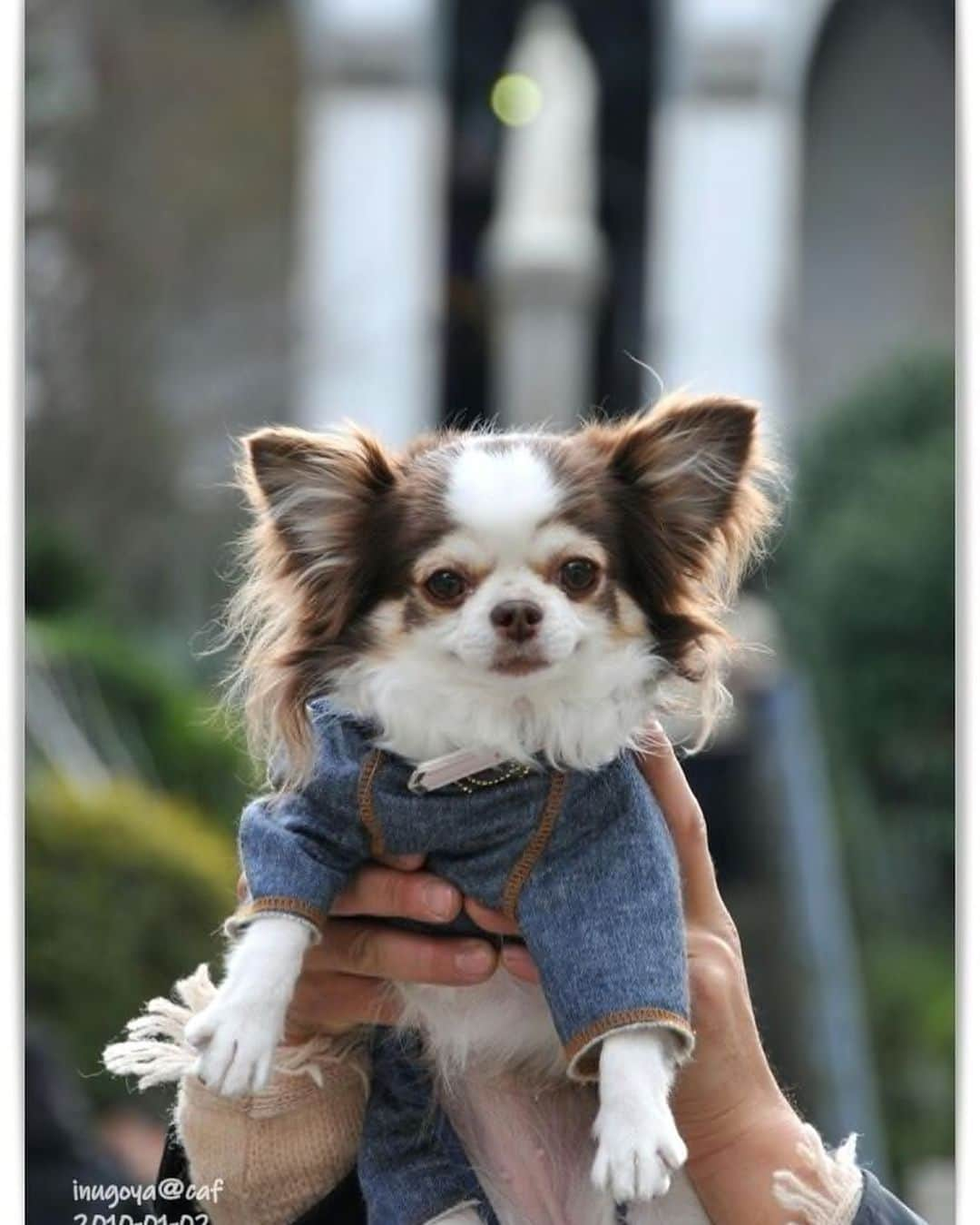 犬小屋??さんのインスタグラム写真 - (犬小屋??Instagram)「2010年1月2日 せれびんin長崎、大浦天主堂にて。  #chihuahua  #chihuahualove  #chihuahuastagram  #犬小屋 #せれすたぐらむ #チワワ #チワワ大好き  #チワワのいる暮らし  #ちわわ  #ちわわすたぐらむ  #想い出がいっぱい  #大浦天主堂 #dogstagram  #わんこと旅行  せれびんと一緒に、いっぱいお出かけして、楽しかった！」5月13日 14時35分 - tiwa1109