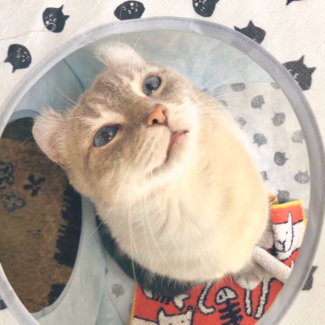 のインスタグラム：「明るい所を見ているタイガーの目はブルーです☆  綺麗。  #猫　#cat  辻本祐樹　#猫のいる暮らし」