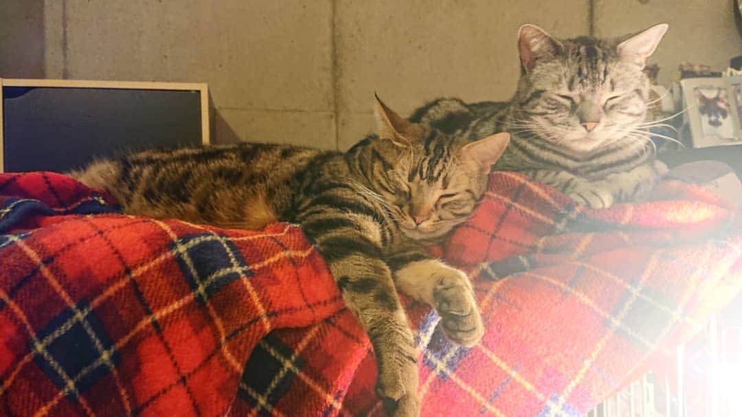 大黒摩季さんのインスタグラム写真 - (大黒摩季Instagram)「ひたすら #StayHome 🏠️✨🐈️皆さんは、如何お過ごしですか？😉💕私は #お天気 が嬉しくて🎶朝からスパーク🔥 #独り暮らし  の身となり😂 #スーパーで買うと余ってしまう野菜 #ハーブ や #薬味野菜 を植えまくってやりましたぁ👊🤣💃 :  #真夏日 の #猫 はグダグダで(笑)可愛さ100倍😉💗今から洋服 #断捨離 🔥と #トレーニング するのだ😎 #変えたい時に始めるが吉 ⛩️ #私が好きな私になりたい からね😉✨🤘 : でも、新曲『 OK 』の歌詞は本当だよ🐈 #折れた枝からは新芽が出る ぅ🌿✨愛しい～😍💕今、この長い自粛で未来を断たれそうなあなたも、何かを失くしてしまったあなたにも、 #どんな長い夜にも朝は来る #凍える冬にも春が来る 🌸 : あなたの新芽もまた、いつもと違う日常の中でこれまでと違う場所から青々と育つから❇️私も今の自分を5年前には想像出来なかったものね。色んな新芽が出たよ🌱❇️ :  そう、#生きていればこそ新しい光も楽しい瞬間も新たな出会いも必ずあるから ❣️新しい未来を想像しながら✨今しばらくお互い思い遣りながら頑張ろネ😉💓🙋 :  #自粛 って息詰まる言葉を使わずに、#世界を救うため なんて #正義の味方気分 で🦸🌟 #自分磨きTime していこう☮️さて #エルダーフラワーTea も飲み干したし、午後の部やりますかね‼️✨😎 #皆さんの今日が穏やかで優しくありますように 💕🌿 : ちなみに『 OK 』の配信日が決まったよ👍💕デビュー日の5/27🌟敬愛する #ZARD の泉水ちゃんのご命日だから、毎年自分の周年は祝わず祈りながら静かに過ごすと決めてきたけど、この曲はきっと泉水ちゃんも喜んでくれる気がして、スタッフのお勧めに👍しました。お楽しみに💗 #OK #大黒家の猫達 #大黒組の猫達 #cat」5月13日 15時10分 - makiohguro