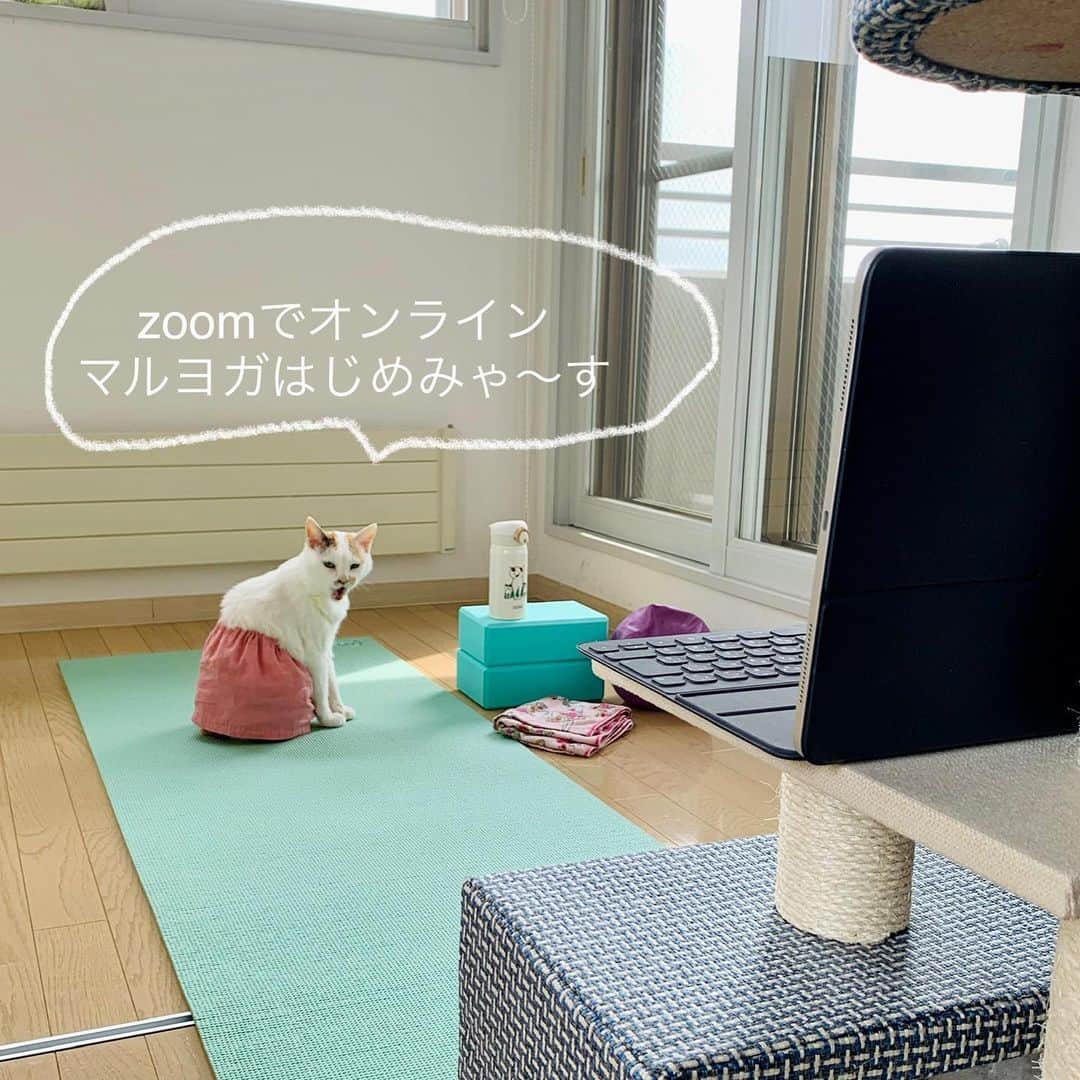 マルのインスタグラム