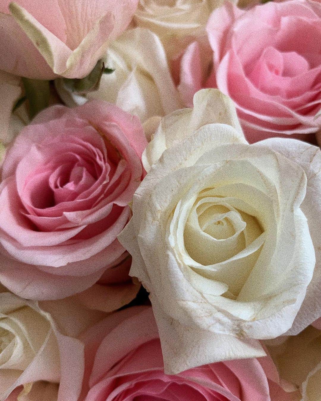 マチルダ・ルッツさんのインスタグラム写真 - (マチルダ・ルッツInstagram)「It is the time you’ve wasted for your rose that makes your rose so important #lepetitprince #rose #saintexupery」5月13日 15時26分 - matildalutz