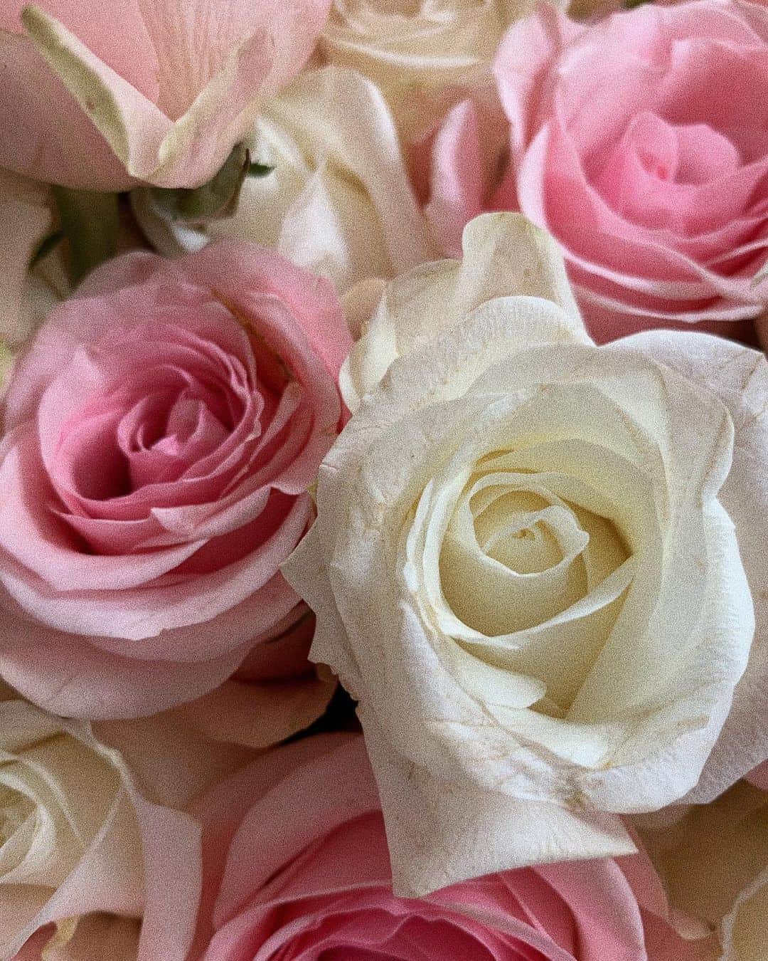 マチルダ・ルッツのインスタグラム：「It is the time you’ve wasted for your rose that makes your rose so important #lepetitprince #rose #saintexupery」