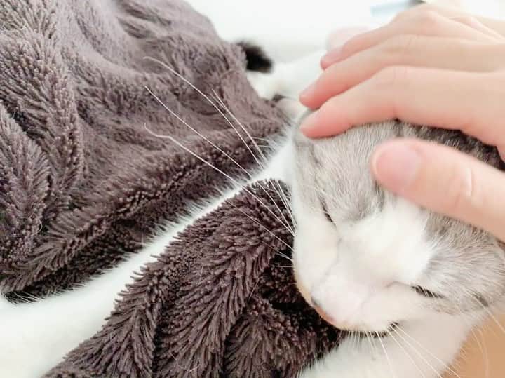 kinaxのインスタグラム：「. good afternoon(๑′ᴗ‵๑)☀in Japan, and good morning, good evening, good night for world friends! . 今日も暑いねぇ☀️ 暑いし、何だかまた別の花粉で目が痒い😭 . 毎年初夏まで花粉症が続くのに 今年は早々に落ち着いたから よかったー、と思っていたけど 残念ー😭 . . そんなこんなで 迷っていたけどお家時間も長いし やっぱり買ってみた #ナインタイル . 単純で楽しいー😂 . . むちこさんは少し時間がかかるので ゲームには参加しないのだけど、 お題カードを見ながら 几帳面に揃えて嬉しそうにするよʕ •́؈•̀ ₎笑 . もう少し素早く出来る様になったら みんなでやろうね🃏 . . みんなも穏やかな1日を♡ . . #親バカ部 #猫バカ部 #保護猫 #ふみふみ #kinaxvideo #オインクゲームズ #現在ハンデ8秒 #roomインフルエンサー #楽天roomに載せてます @room_rakuten 2020/05/13」
