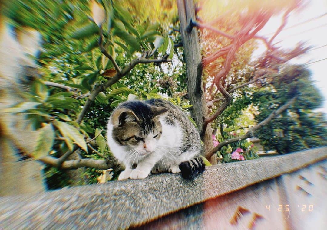 鳥越裕貴さんのインスタグラム写真 - (鳥越裕貴Instagram)「#猫 #散歩 #塀のぬし #毎度挨拶します 🐈」5月13日 16時09分 - yuki_torigoe.cleftchin