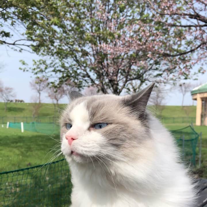 マアルのインスタグラム：「風を感じるラル副店長 #🐈 #ラグドール #北海道 #旭川市」