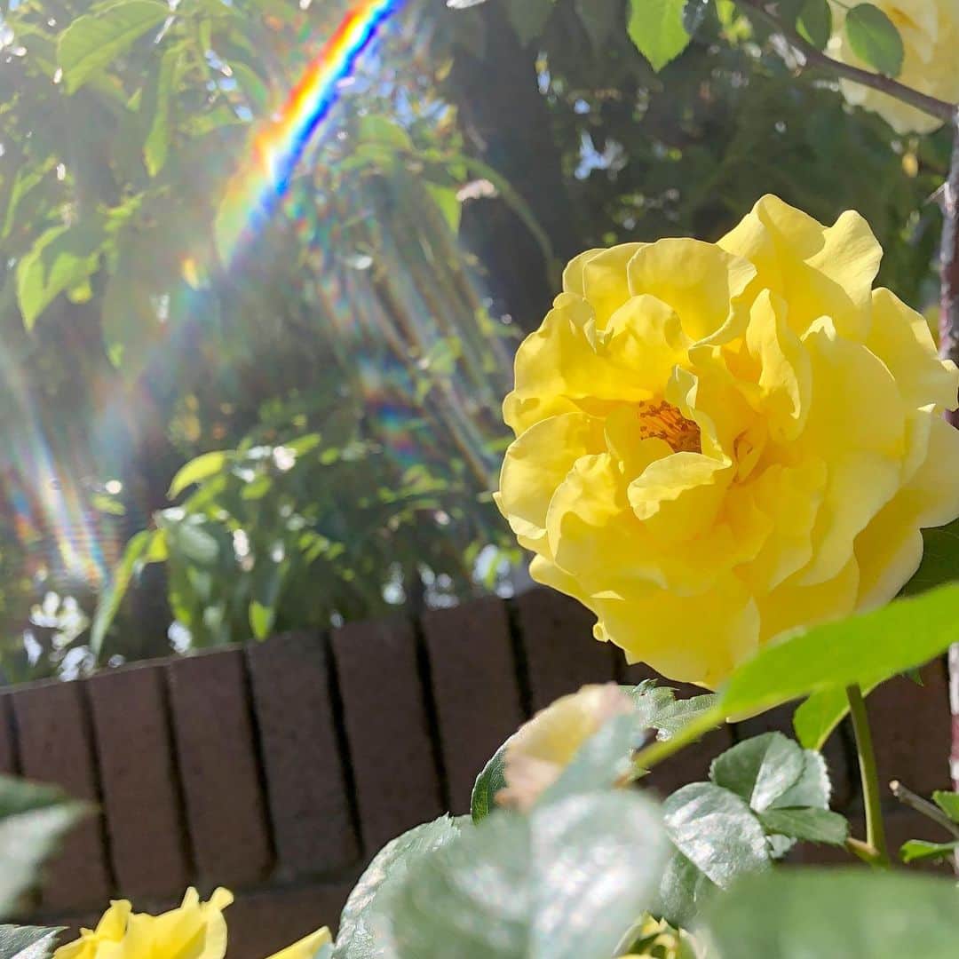 平松可奈子さんのインスタグラム写真 - (平松可奈子Instagram)「🌹yellow🌼  #flower」5月13日 16時30分 - 11kanaco14