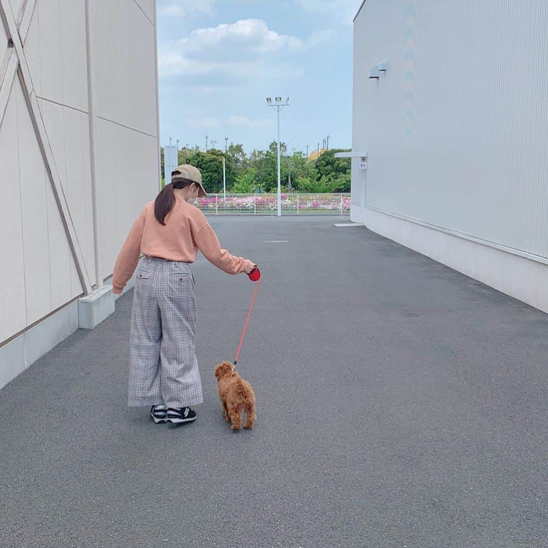 佐久間乃愛さんのインスタグラム写真 - (佐久間乃愛Instagram)「. 初めてのお散歩🐾 近所を少しだけ歩いたよ♪ 最初おすわりしちゃったけど、その後は猛ダッシュだった🤣  #愛犬 #子犬 #トイプードル」5月13日 16時40分 - noa_sakuma