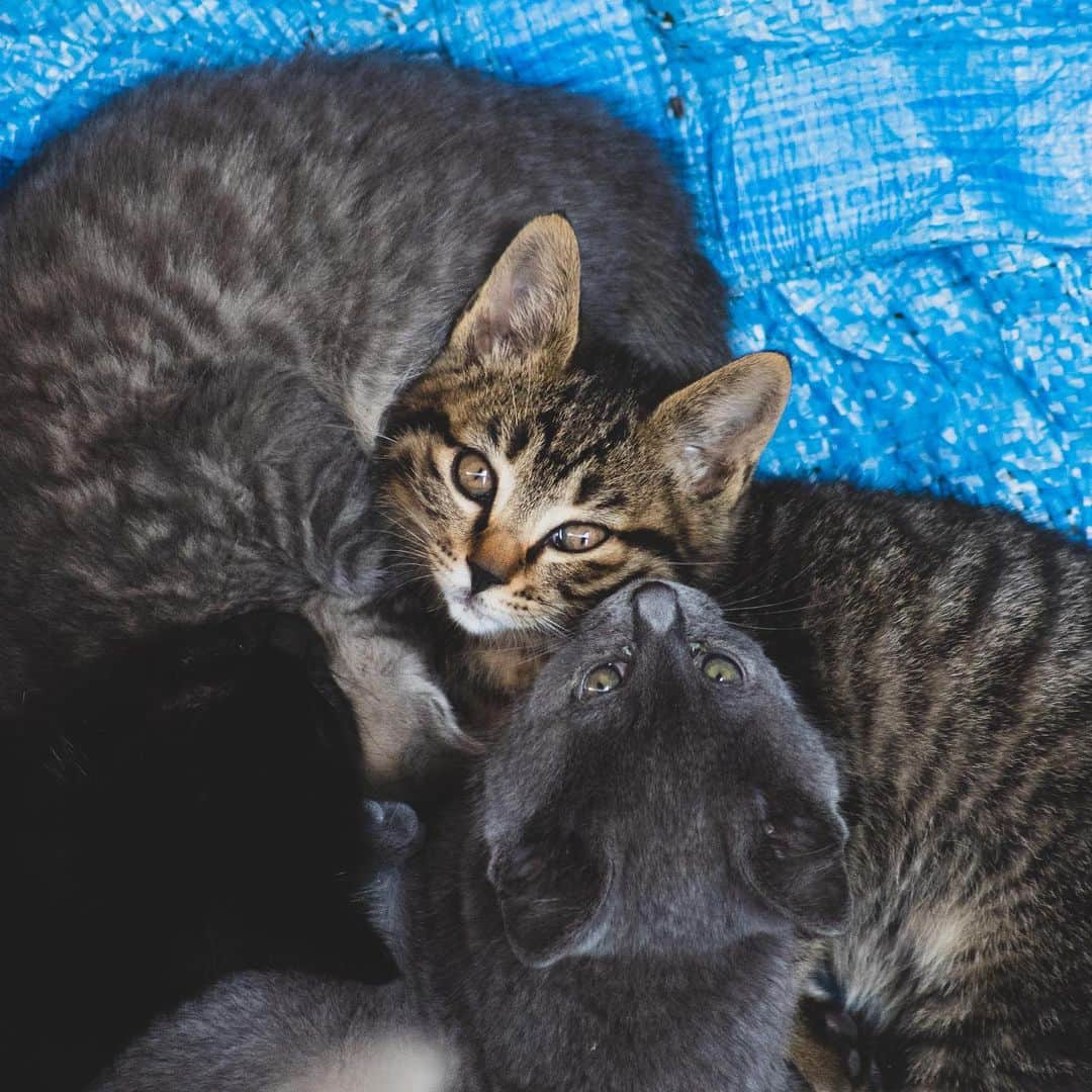山中海輝のインスタグラム：「・ ・ キジさん、モフ、クロ、ネズ子。 大きくなりました🐈」