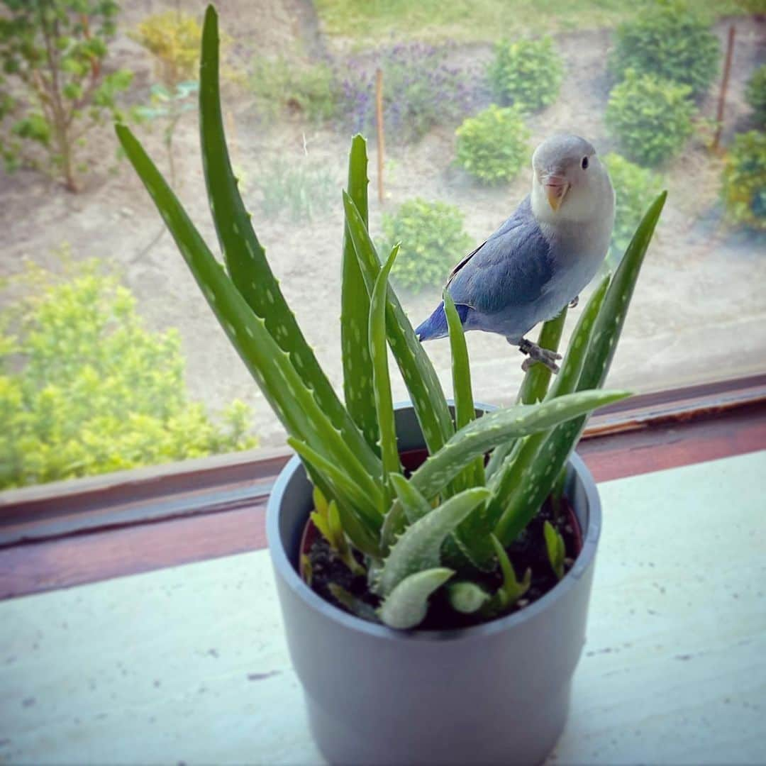 ヴェラ・ファン・ポールさんのインスタグラム写真 - (ヴェラ・ファン・ポールInstagram)「Our lovebird Jackie 💙🦜 @jarneschutrup」5月14日 3時24分 - veravanpol