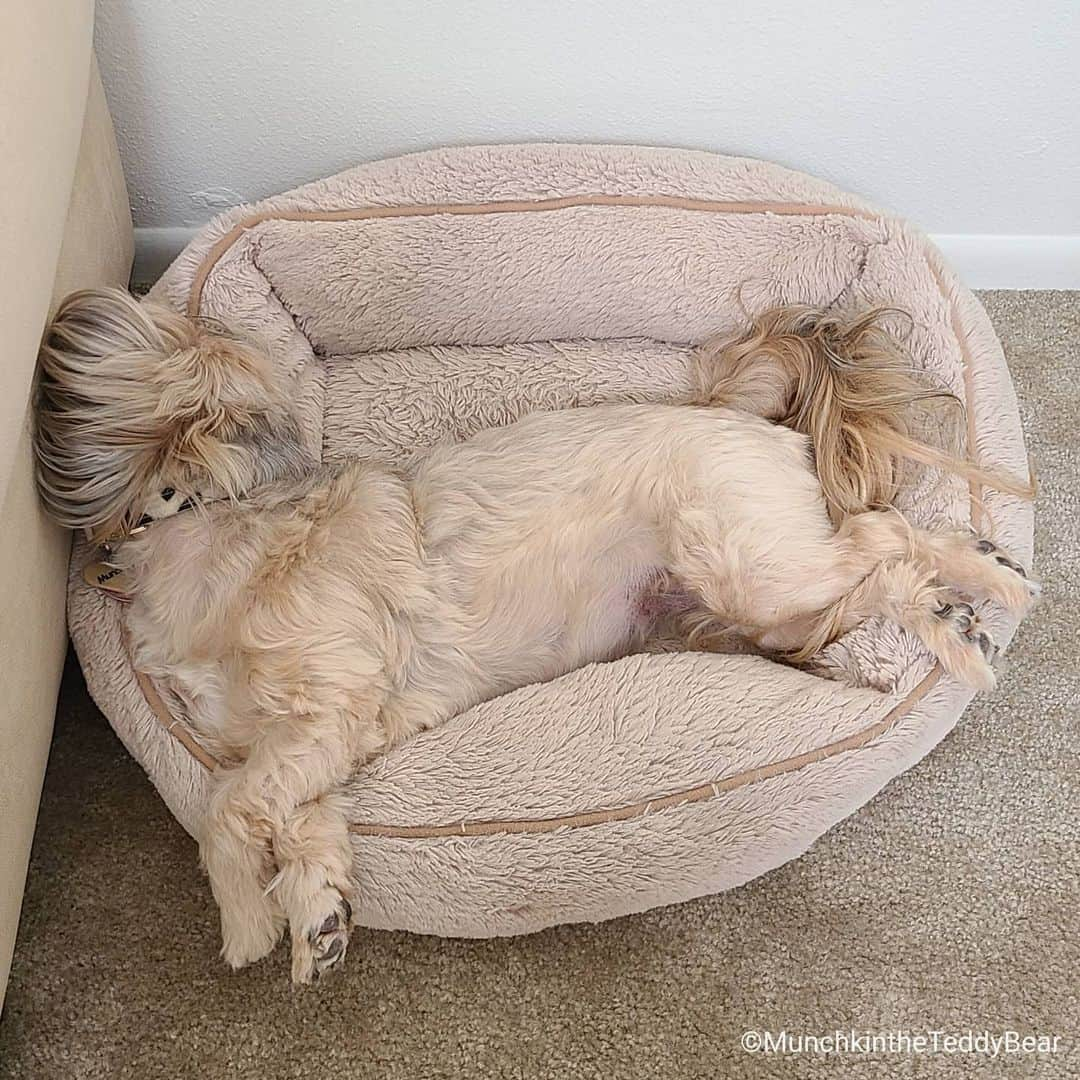 Original Teddy Bear Dogさんのインスタグラム写真 - (Original Teddy Bear DogInstagram)「Awkward napping position number 47 😴🐾🐶」5月14日 4時19分 - munchkintheteddybear