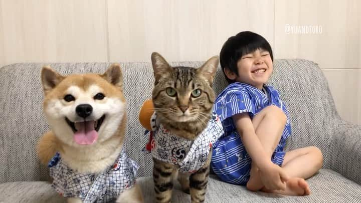 ゆうとろ（柴犬ゆうと猫のとろ）のインスタグラム