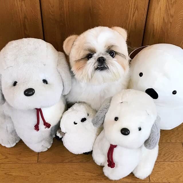 のインスタグラム：「I’m not a Teddy Bear, I’m a Shih Tzu!! 🐻🙅🏻‍♀️🐶 * * * * * シーズー界の王子さま梵天丸ちゃんから @bonten._.maru  #ぬいぐるみになってみたバトン を受け取りました🥰 ・ りんくま参上‼️🐻✨ でも、下っ歯がでてしまったのでつ〜🐶💦 ・ どなたかバトンを受け取ってくださーい😆🐶🐾 #りんくま」