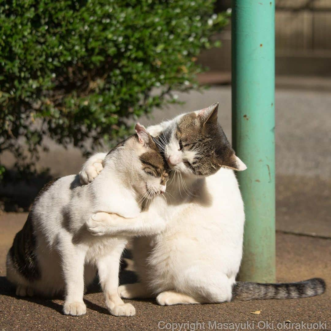 Masayukiさんのインスタグラム写真 - (MasayukiInstagram)「だいじ。」5月13日 20時06分 - okirakuoki