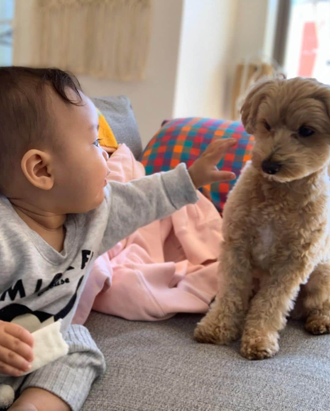 オナイウ阿道さんのインスタグラム写真 - (オナイウ阿道Instagram)「うちの長男🐶❤️ 娘と仲良くしてね👶🏻 #愛犬の日 #マルプー #癒しわんこ」5月13日 20時29分 - onaiwu_ado