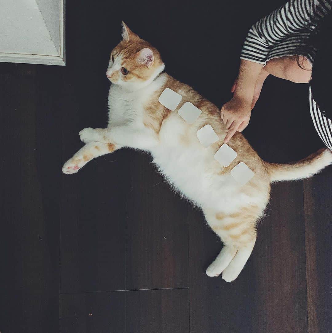 kinaxのインスタグラム：「. good night✨🌙 . . 猫バスなソルでおやすみなさい。 みんなもいい夢みてね🐈 . . #猫バス #ねこバス #猫バカ部 #保護猫 #トトロ大好き」