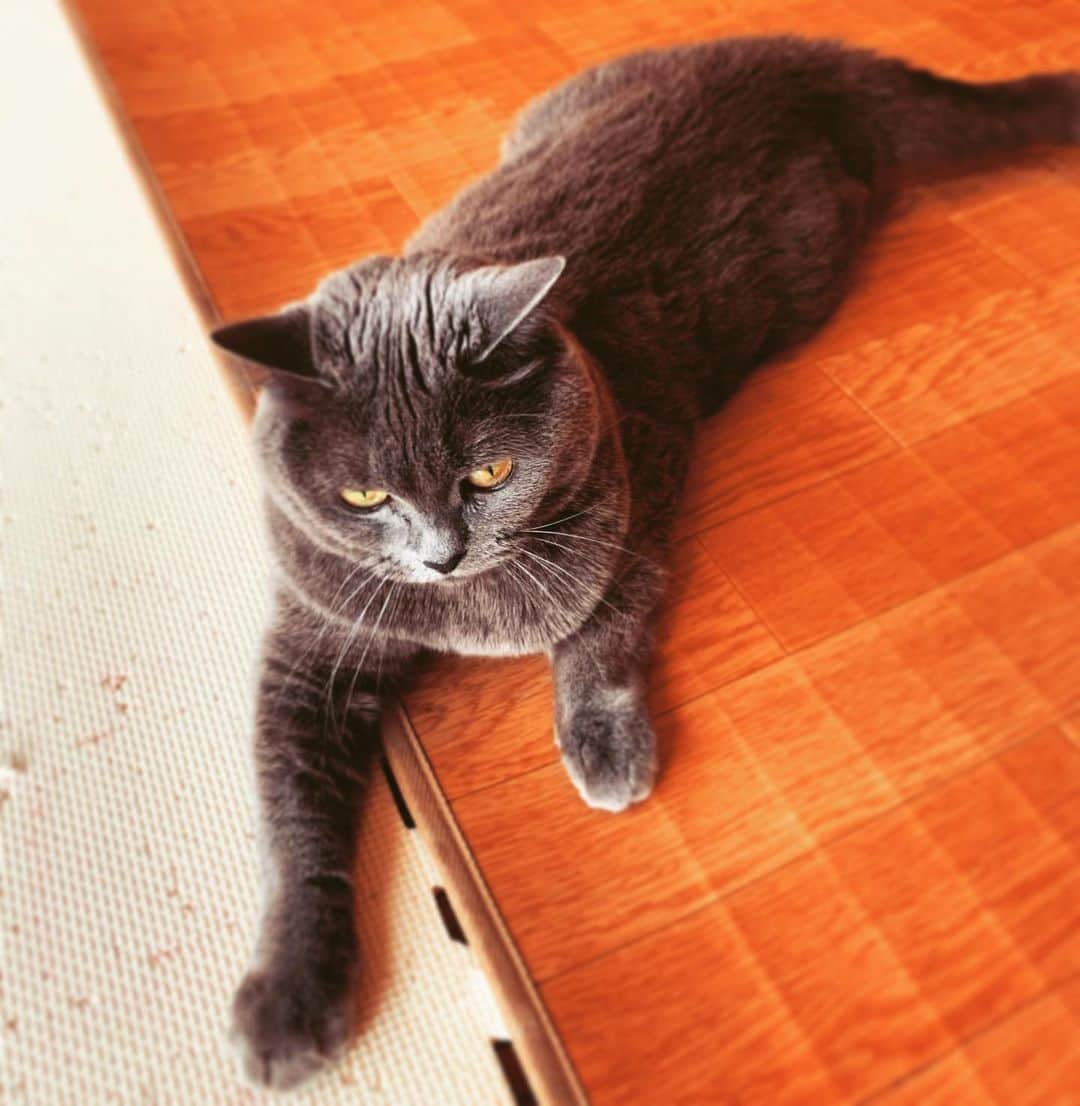 チキン南蛮カレーのルウ王子のグルメインスタ