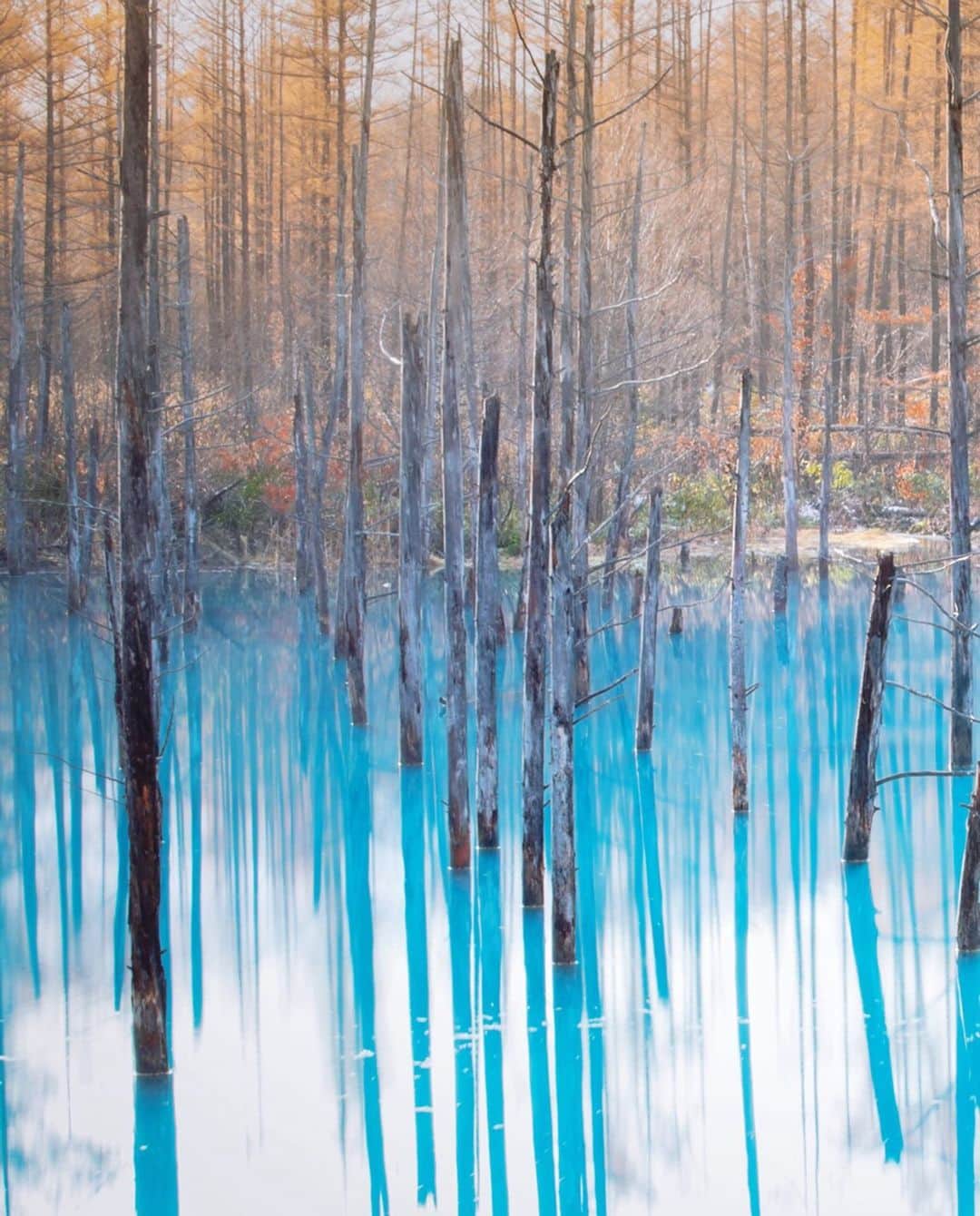 kyoko_zzzのインスタグラム：「Blue in the shadow  #reflectionphotography #青い池」