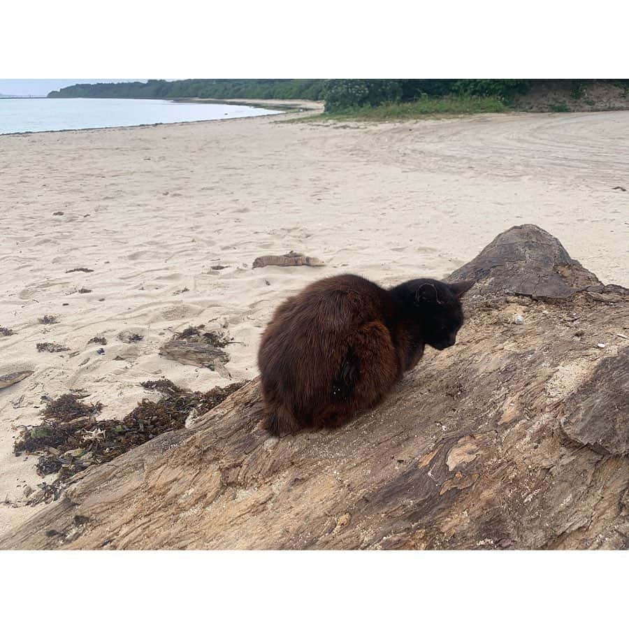 高野桃子さんのインスタグラム写真 - (高野桃子Instagram)「島のお猫様🐈🏝 今年いろいろな場所で猫ちゃんにご縁があります、今年子年なのになぁ  #竹富島」5月13日 21時31分 - takano_sd