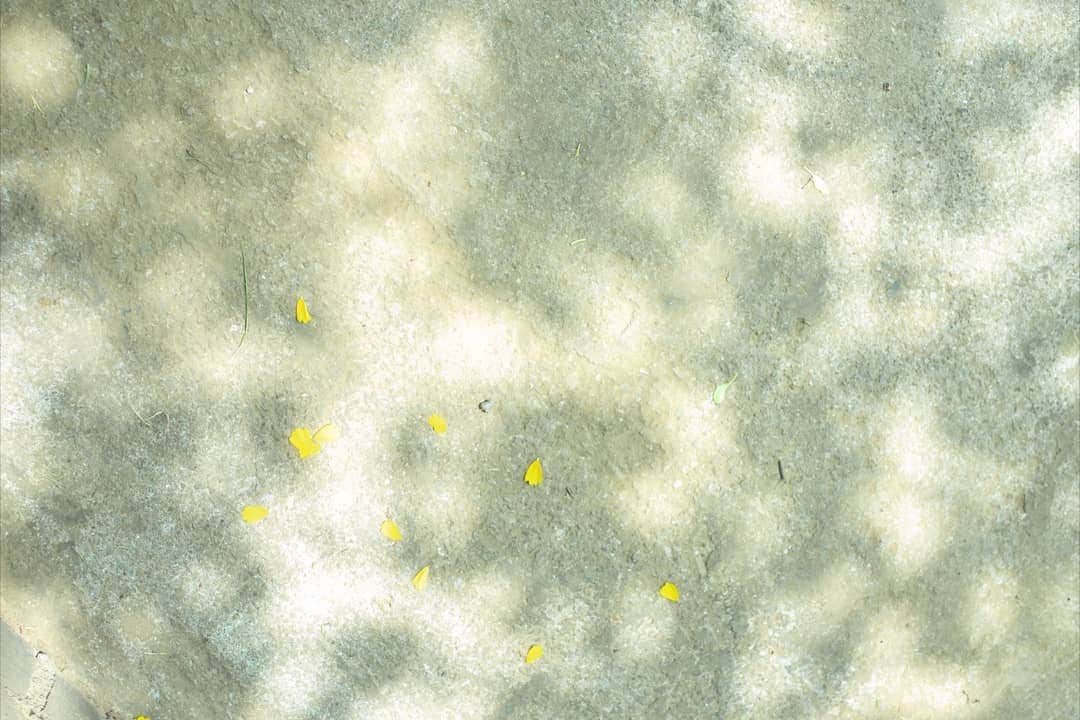 石井寛子さんのインスタグラム写真 - (石井寛子Instagram)「「あ！これかしわもち？」 「ちがうちがう、ロールキャベツ。」 . . 「花びらちぎったらかわいそうじゃない？」 「今帰るか帰らないか、花占いしてるの！」 . . 血の繋がった親子でも こんなことは まあ、よく、ある。  自分の気持ちを大切に。 Go my wayで👍」5月13日 21時34分 - ishiihiroko