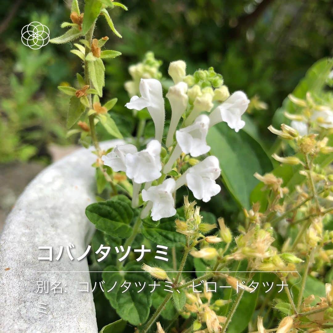 おーせさんのインスタグラム写真 - (おーせInstagram)「ハナノアってアプリを入れたらお庭のお花の名前を出してくれるようになりました♡  嬉しい😆  #ハナノア#森家の庭」5月13日 21時44分 - oosedon