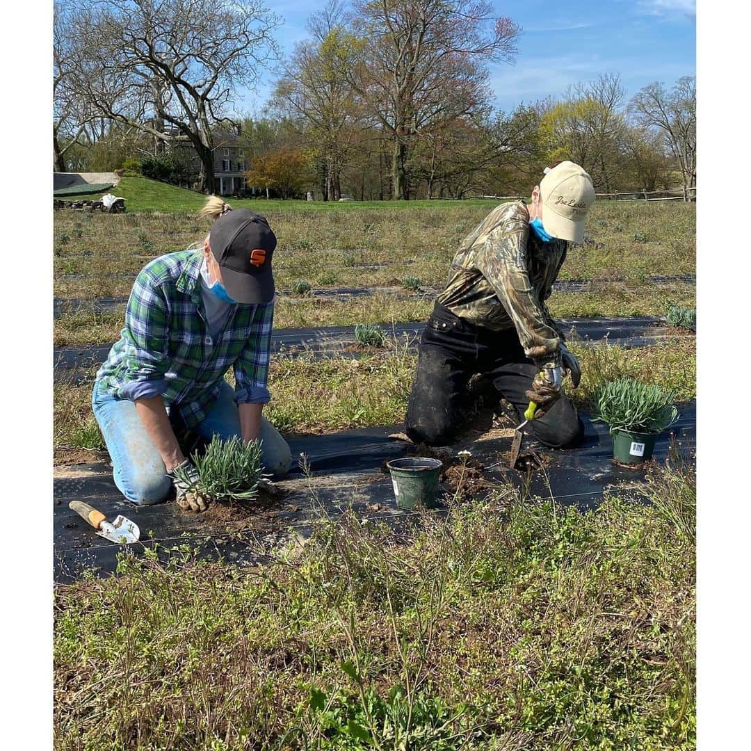 ヨランダ・ハディッドさんのインスタグラム写真 - (ヨランダ・ハディッドInstagram)「❤️3,000 Lavender Planted ✅ #FarmLife #TeamWorkDreamWork」5月13日 21時47分 - yolanda.hadid