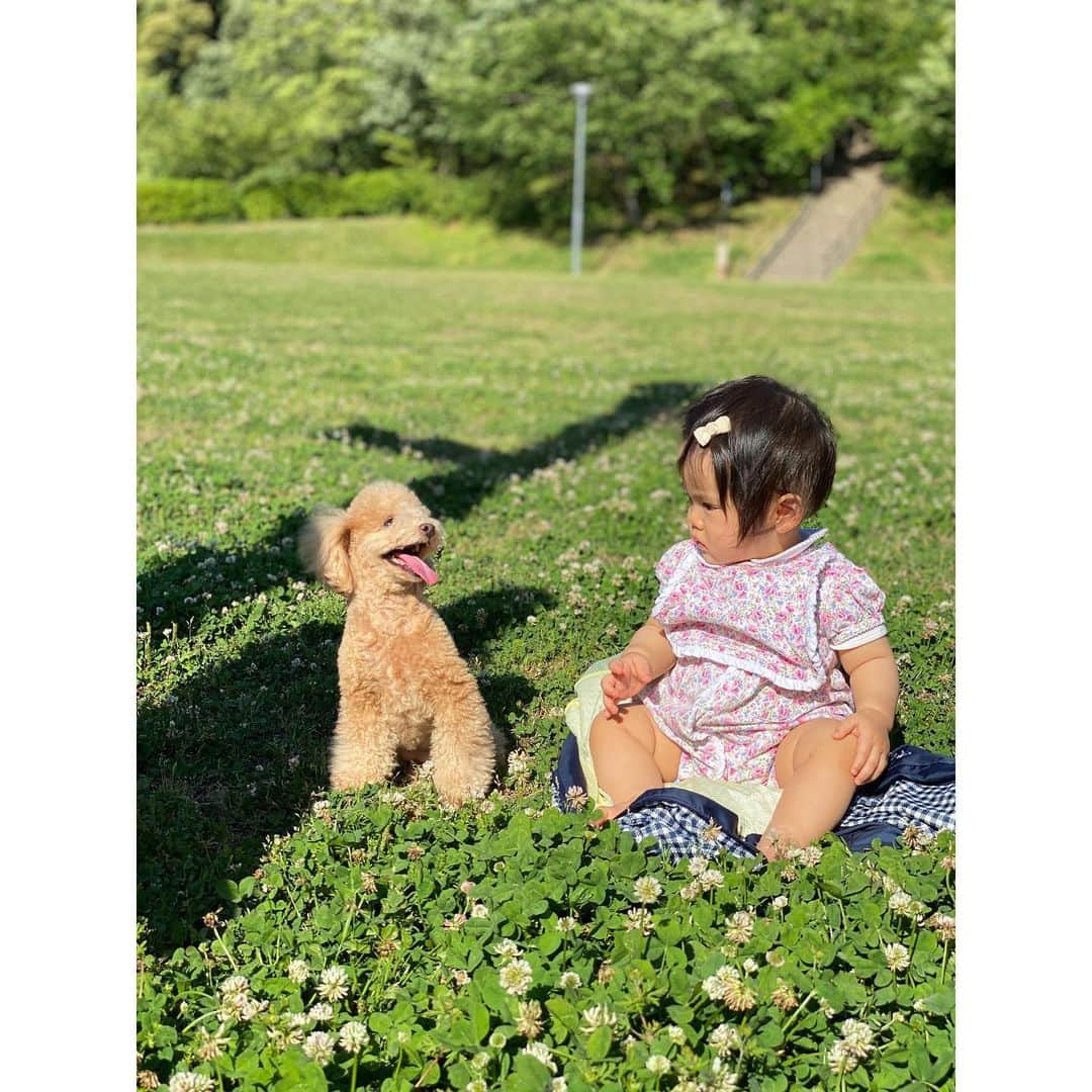 姫野れみのインスタグラム：「たまらないショットをお裾分け♡ ２人のお散歩ついでに寄った公園で撮りました☺️✨ 念願の愛娘と愛犬の２ショットはたまらない〜♡ これから２人の写真がアルバムに増えそうです♩♩ ・ #baby #girl #babygirl #9months #dog #tiny  #tinypoodle #poodle #toypoodle #dogstagram  #mydog #instadog #lovemydog #lovedog #9ヶ月 #赤ちゃん #ベビー #女の子ベビー #女の子 #ベビフル #ベビモ #赤ちゃんのいる生活 #べびすたぐらむ #愛犬 #ヴィヴィ #タイニープードル #タイニー #トイプードル #トイプー」