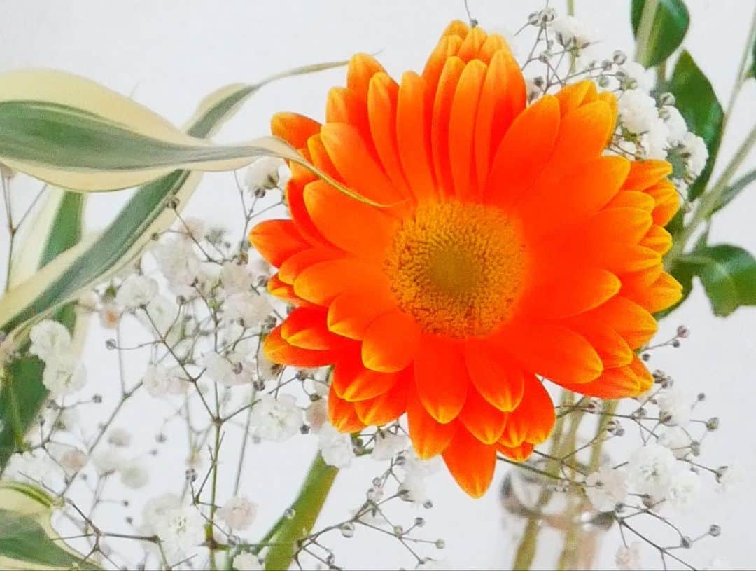 小松原美里さんのインスタグラム写真 - (小松原美里Instagram)「Where flowers 𝒃𝒍𝒐𝒐𝒎. So does 𝒉𝒐𝒑𝒆. - #ladybirdjohnson . . . #flowerstagram #お花のある暮らし #デニム好き」5月13日 22時18分 - missatoooo