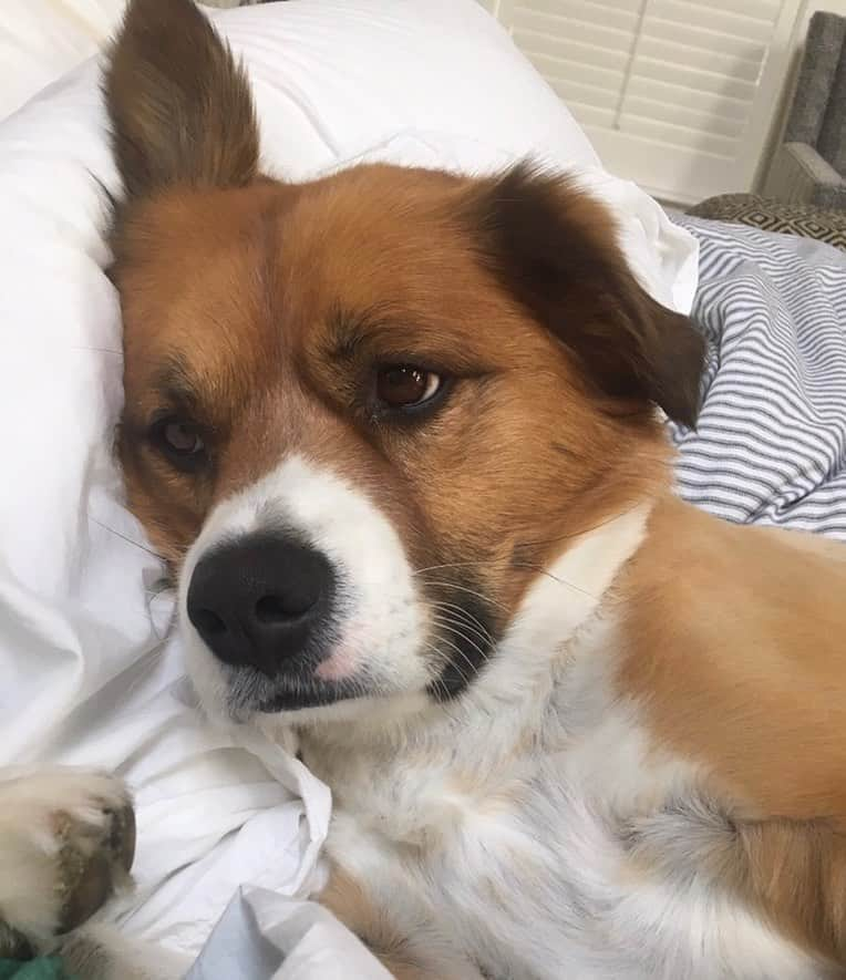 クリス・エヴァンスさんのインスタグラム写真 - (クリス・エヴァンスInstagram)「Just woke up to this pillow hog」5月13日 22時21分 - chrisevans