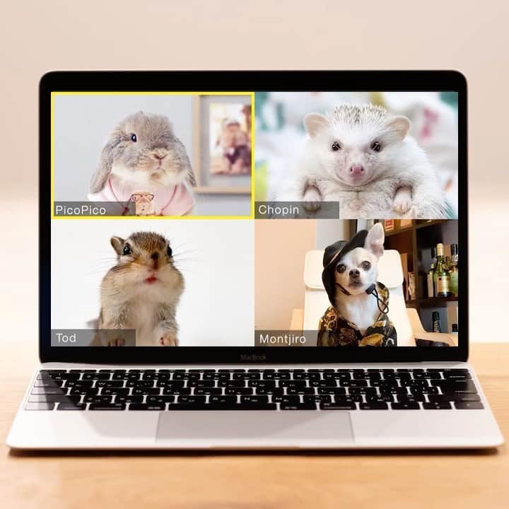 ダーシーのインスタグラム：「Animals are having an Online Meeting🦔🐇🐿🐕 But animal languages ​​are difficult for me to understand🤔 Can you understand what they are talking about? ・ 🐇 @mumitan 🐿 @bikke_the_chip 🐕 @montjiro  #stayhome#おうち時間」
