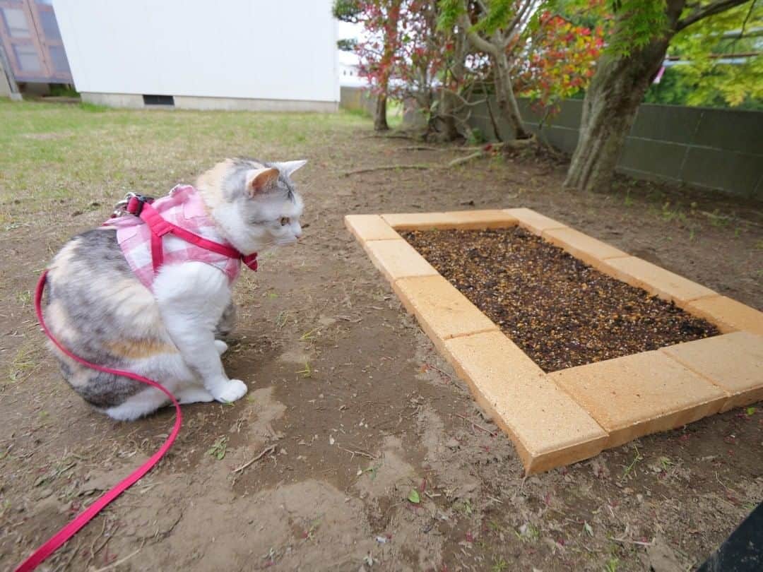 パステルキャットワールドのインスタグラム