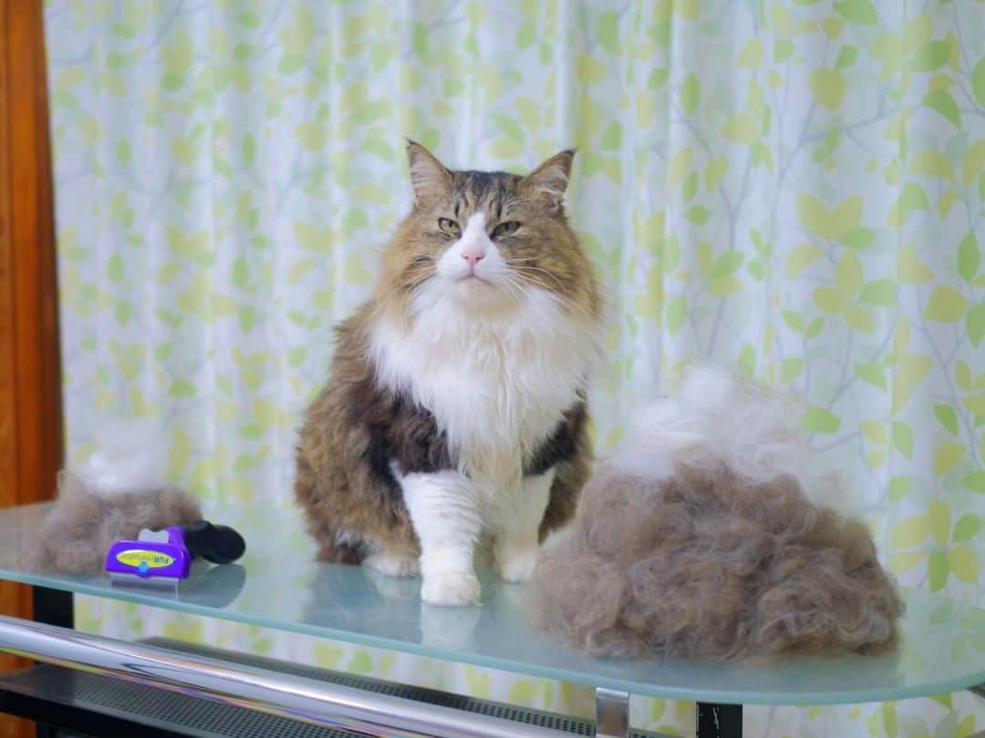 パステルキャットワールドのインスタグラム