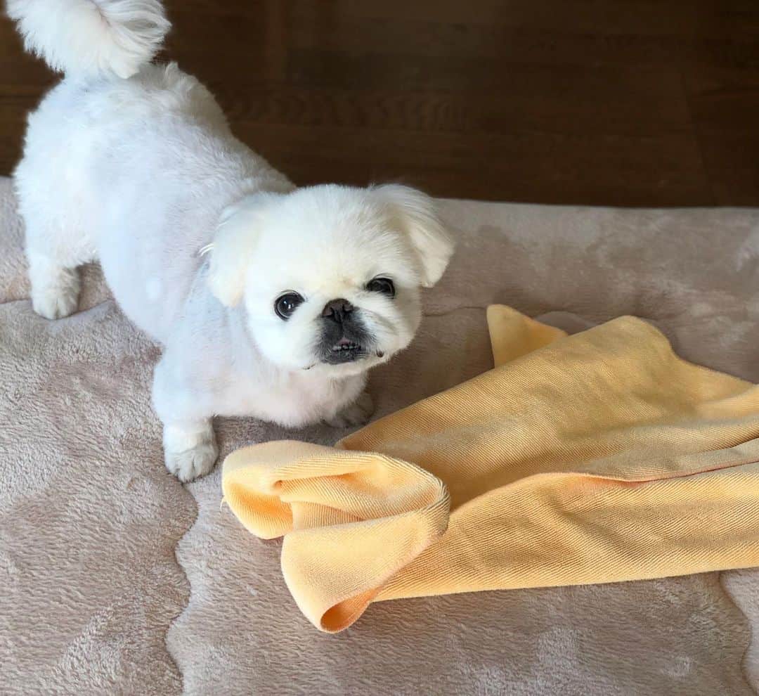 こなつのインスタグラム：「丸洗いされて🛁 ふわもこ度Up🤤💭💕💕」