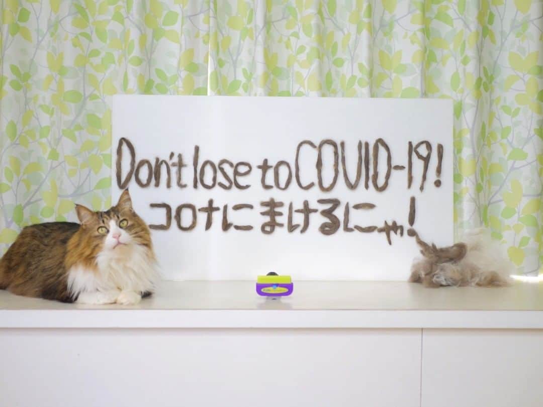 パステルキャットワールドのインスタグラム