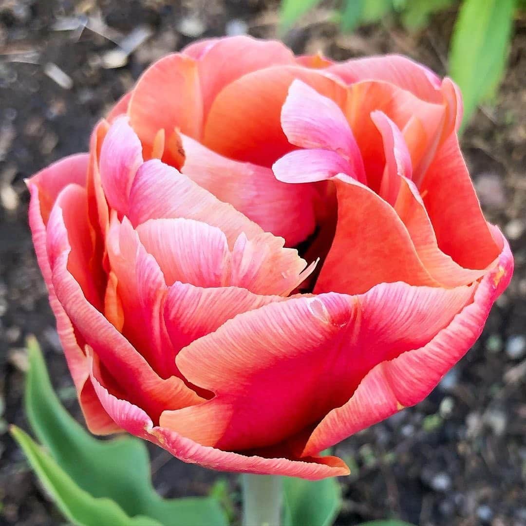 マーサ・スチュワートさんのインスタグラム写真 - (マーサ・スチュワートInstagram)「@marthastewart48’s perennial garden measures 150-feet by 90-feet and continues to expand each year as Martha and her head gardener, @ryanmccallister1, add more options annually, with tulips starring as the main beauties on her farm right now. "Yet another fabulous tulip from @floretflower growing in the Bedford cutting garden. This one is a double late tulip variety named ‘Copper Image,'" says Ryan. Catch up on all the beautiful flowers Martha and Ryan are growing in the gardens at the link in bio or visit TheMarthaBlog.com to learn more.👆🏼」5月13日 23時05分 - marthastewart