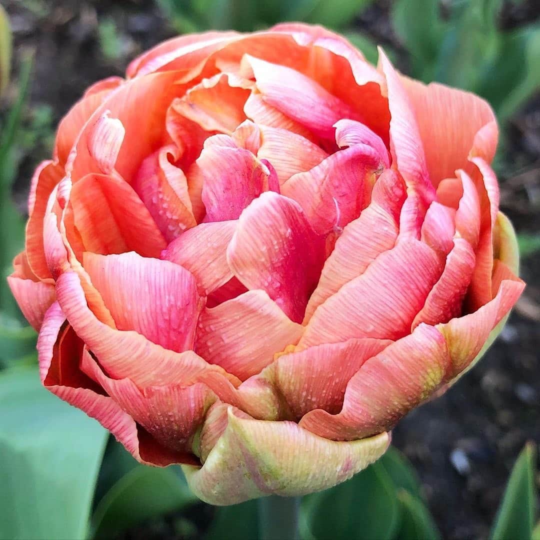 マーサ・スチュワートさんのインスタグラム写真 - (マーサ・スチュワートInstagram)「@marthastewart48’s perennial garden measures 150-feet by 90-feet and continues to expand each year as Martha and her head gardener, @ryanmccallister1, add more options annually, with tulips starring as the main beauties on her farm right now. "Yet another fabulous tulip from @floretflower growing in the Bedford cutting garden. This one is a double late tulip variety named ‘Copper Image,'" says Ryan. Catch up on all the beautiful flowers Martha and Ryan are growing in the gardens at the link in bio or visit TheMarthaBlog.com to learn more.👆🏼」5月13日 23時05分 - marthastewart