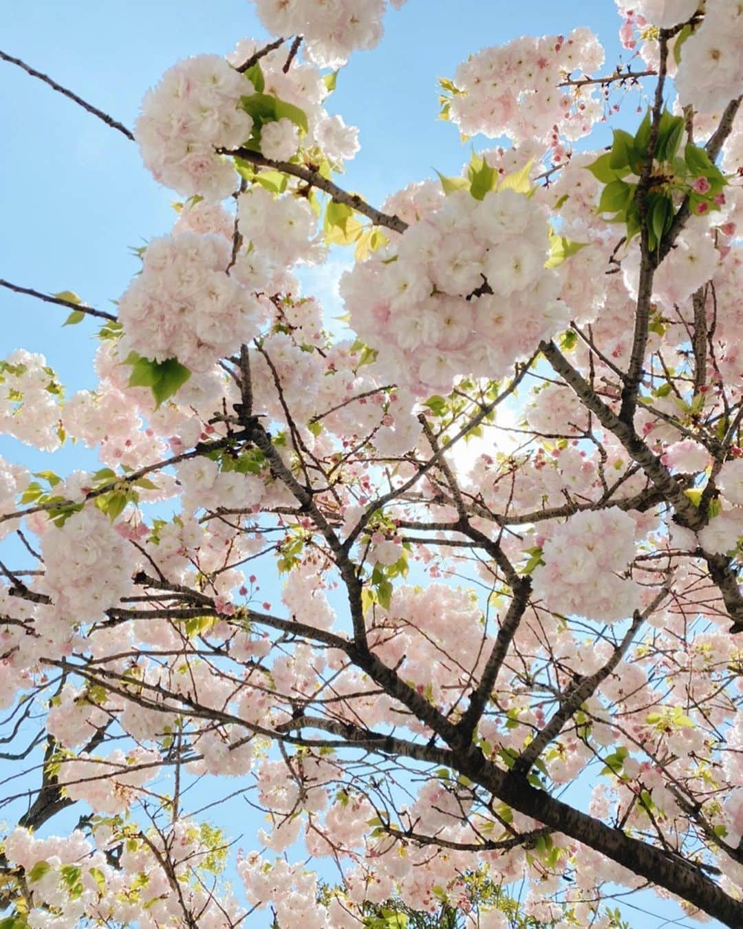 濵咲友菜さんのインスタグラム写真 - (濵咲友菜Instagram)「* 🌷🌷🌷 * #まだ寒かった時の  #満開の笑顔が咲きますように」5月13日 23時10分 - sayuna_hamachan