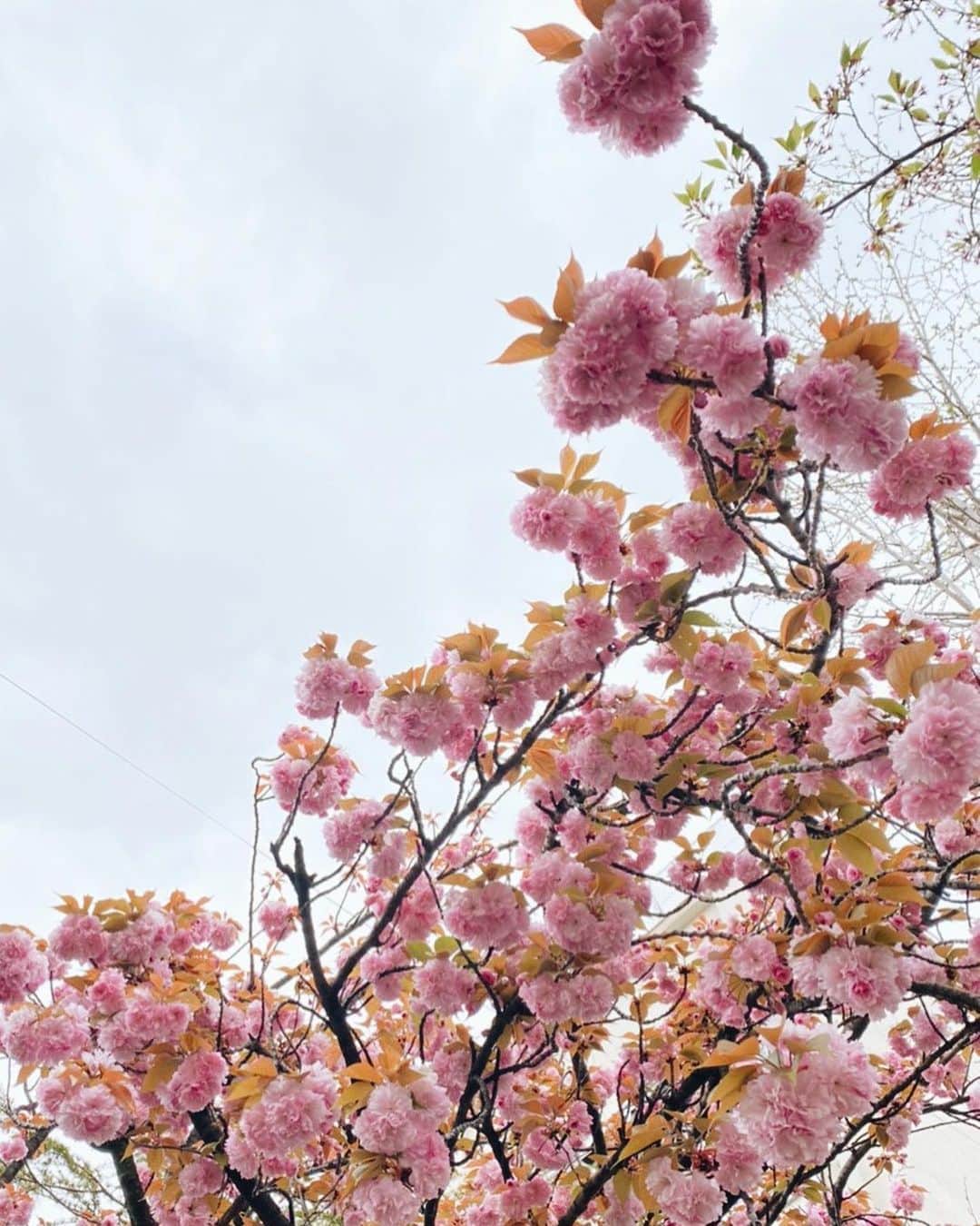 濵咲友菜さんのインスタグラム写真 - (濵咲友菜Instagram)「* 🌷🌷🌷 * #まだ寒かった時の  #満開の笑顔が咲きますように」5月13日 23時10分 - sayuna_hamachan