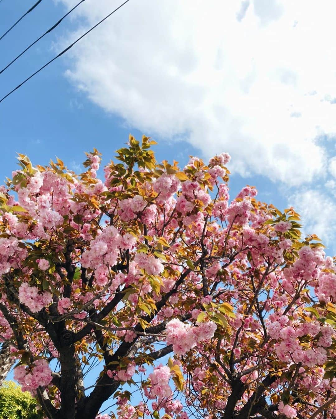 濵咲友菜さんのインスタグラム写真 - (濵咲友菜Instagram)「* 🌷🌷🌷 * #まだ寒かった時の  #満開の笑顔が咲きますように」5月13日 23時10分 - sayuna_hamachan