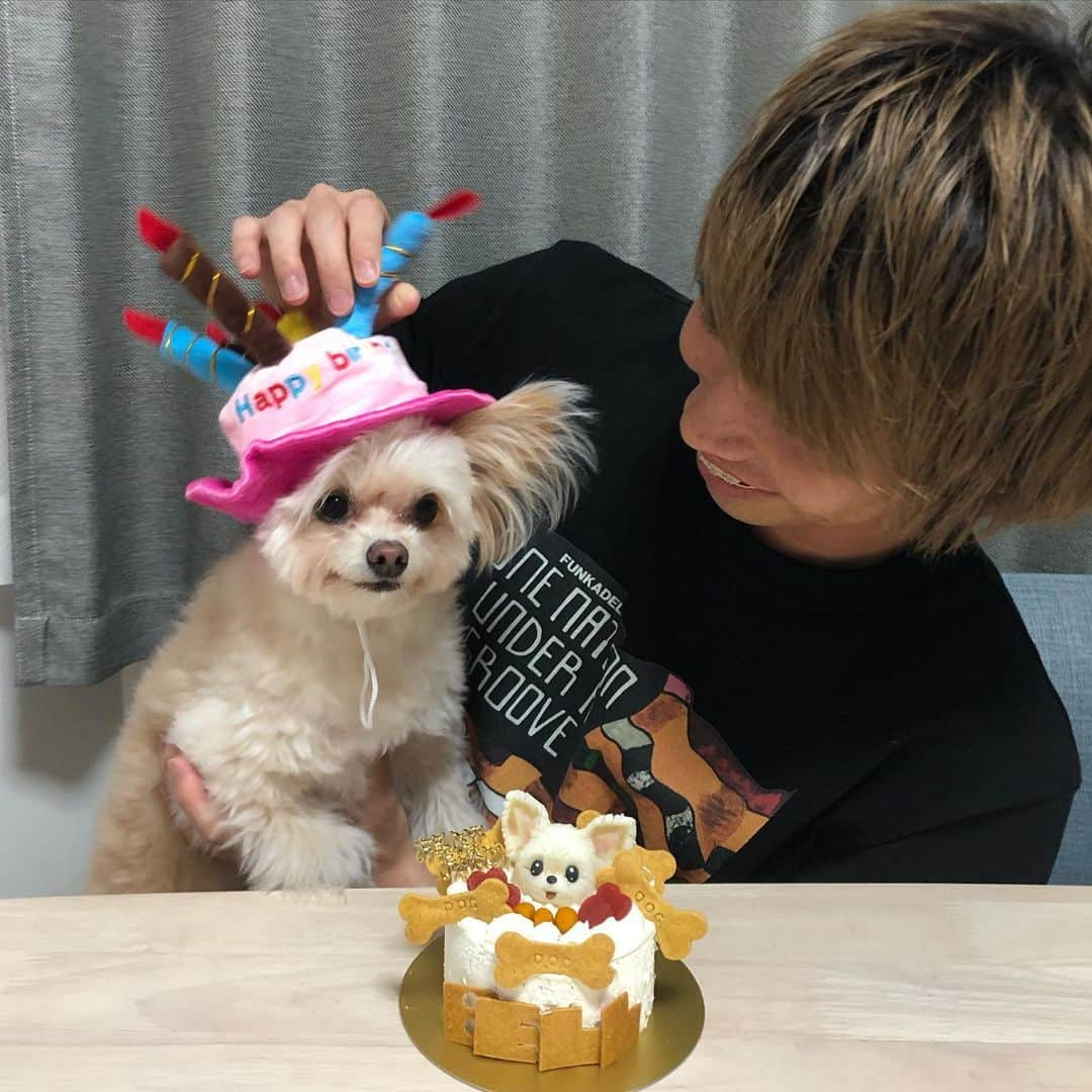 瀬川祐輔のインスタグラム：「. . 13th May ベル2歳の誕生日おめでとう！ いつもいじわるしてごめんね😋 これからもよろしくね！！ . #ベル #bell #愛犬の日 #黄色好き #レイソルカラー  #4枚目は待ち受け #みなさんもどうぞ笑 . 6枚目は vsハル in 田上家 これ見ると勇気が出ます . まだまだ難しい状況が続いていますが、全員で協力して、少しでも早く終息させましょう。 . みなさん、たくさんのバースデーメッセージありがとうございました😆 ベルには伝えておきます。 . ワンワン！！！🐶」