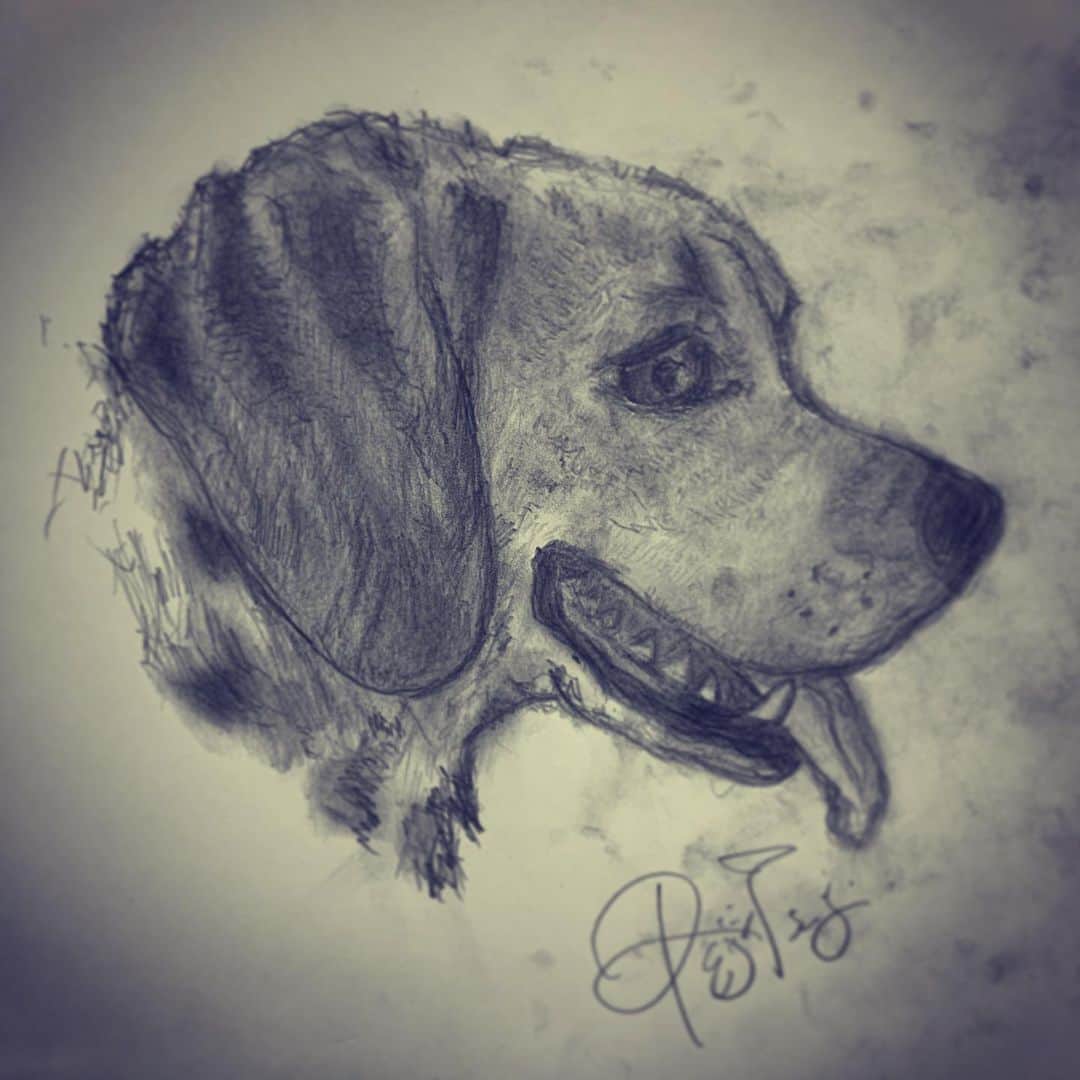 辻怜次さんのインスタグラム写真 - (辻怜次Instagram)「今日は愛犬の日。  コロナウイルスの影響もあって、和歌山に帰れないからピースには会えていないけど。 彼は家族の一員としてとても大切な存在です。 学ばされることも多いし、癒されることも多い。 これからも長生きしろよ。  Love. #Bentham #bass #bassist #bassplayer #beagle #beaglelove #beaglelife #beaglestagram #dog #doglover #dogstagram #pencildrawing #pencilart #pencil #ビーグル #愛犬の日 #耳触りてえ #🐶」5月14日 0時00分 - reijiskywalker