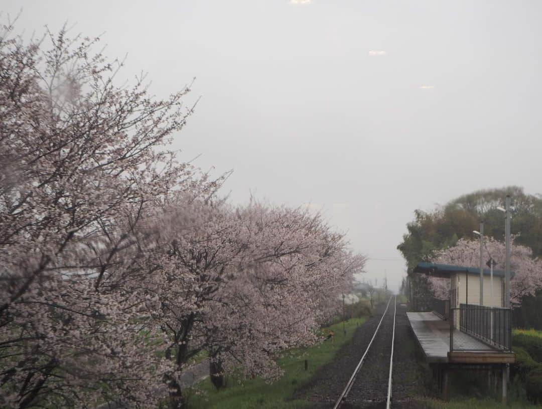 伊藤桃さんのインスタグラム写真 - (伊藤桃Instagram)「【#くま川鉄道 】の旅もいよいよラスト·····。 17:33 湯前駅発の列車にのって、終点人吉温泉駅へ。 たった約4時間のくま川鉄道の旅。 でも往復した区間もあり、あっというまに私にとって、 馴染み深い路線になりました(❁´ω`❁) 🛤 1枚目: 湯前駅をでてすぐ····· 霞ぎかった雄大な山々に、遠くに来たんだなあとひしひしと·····´`* 2枚目: 木上駅と同じく、ぽつん·····と待合所がたたずむばかりの東多良木駅。 ローカル線の味わい·····✨ こちらも国の#登録有形文化財 です(*^^*) 3枚目: 前にも載せましたが、やはりこの公立病院前駅ちかくの桜大好き🌸 🛤 4枚目: 何度も往復した区間と言えばこのあさぎり駅の#タブレット交換 ✨ 3回もみれました！うれしーい。 以前も動画のせましたがこちらも。 5枚目: タブレットをもちじっと列車をまつ鉄道員さん·····🥺✨ 6枚目: タブレットー！ 7枚目: 駅舎内をよーくみてみたら、鉄道記念館的なところでみたタブレット閉塞器の後ろ姿が…じーん(感動) 8枚目: 雨ニモマケズ。安全のために·····☔ 🛤 9枚目: 通表確認、の文字がよき。 10枚目: 肥後西村駅と川村駅の間で雄大な球磨川をわたり····· 🛤 終点、人吉温泉駅にとーちゃく！ 20投稿にも渡った(!!)ながーい1日も、ここにて、終点です。 人吉温泉の温泉旅館がこの日のお宿でした🥰 九州旅行、最終日は肥薩線おりまくりのたび！ よかったらぜひみてね(*^^*)」5月13日 23時58分 - itomomo_tetsu