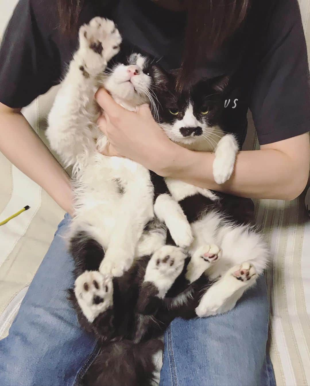 もじゃころのインスタグラム：「ペッペ…🥺🥺🥺好きだよ🥺🥺🥺💕 #チョッチュ具志コロペッペ  #坂東玉隠しシャシャ丸 #あいちゃんの膝の上  #水曜日の悪夢  #バングシー」