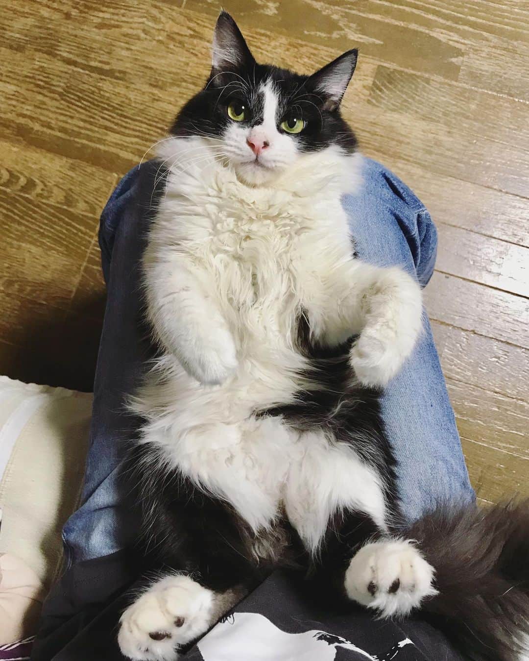 もじゃころのインスタグラム：「ご心配おかけしましたが、ばんどぅすっかり元気になりました！！！また急に体も大きくなったような🥺🥺🥺もう私の膝に収まりきりません！！！ 気づけばばんどぅを拾ってからもう半年。拾った時に病院で、生後3ヶ月ちょいなので8月の1週目〜2週間くらいでお誕生日決めてくださいと言われ、いつにしようか迷ってましたが、名前決定後8/10に決めました！8/10...ばんどぅです！！！ あと3ヶ月で1歳！！早いなぁ🥺🥺🥺 サイズ的に1歳のお誕生日の時膝に乗るか心配🥺🥺🥺 #坂東玉隠しシャシャ丸  #あいちゃんの膝の上」