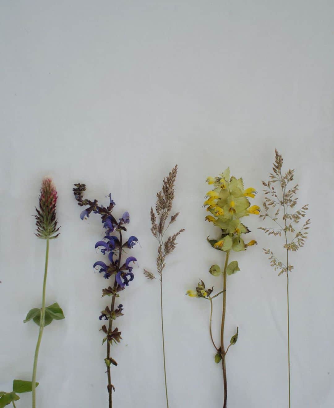 ベア・ハンソンのインスタグラム：「🌾🌻🌾」