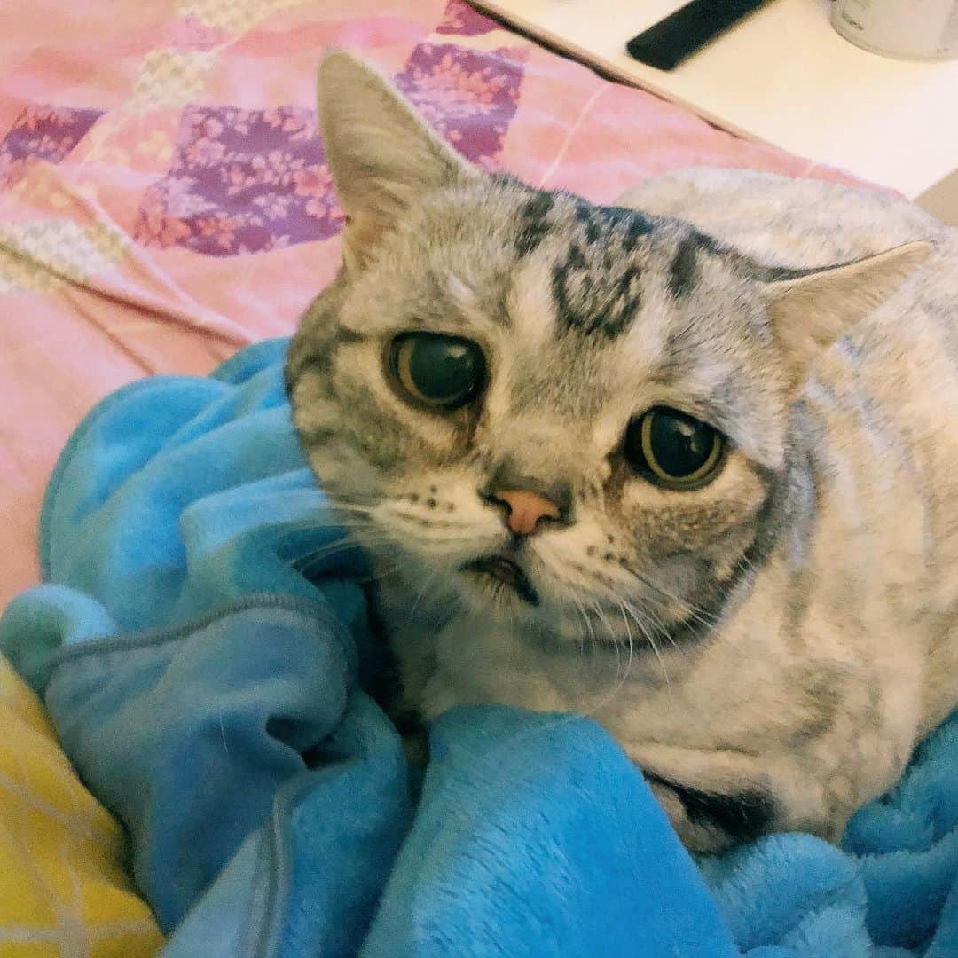 ルフさんのインスタグラム写真 - (ルフInstagram)「#luhu:”mom,it’s time to open #meatcans for me before u go to sleep 🙁...” - - #cat #sadcat #catlife #angel #adorable #lovely」5月14日 0時05分 - lanlan731