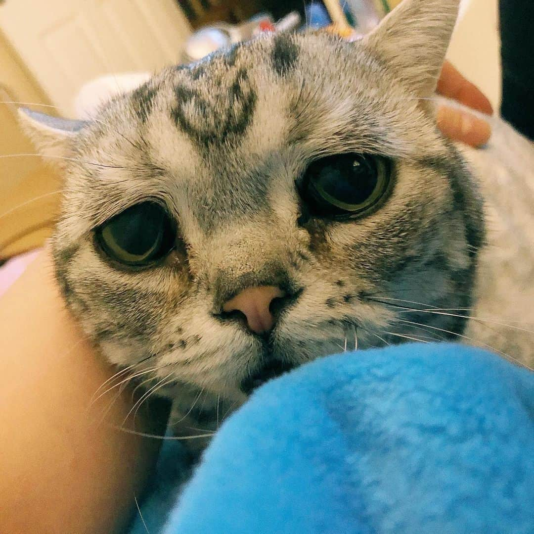 ルフさんのインスタグラム写真 - (ルフInstagram)「#luhu:”mom,it’s time to open #meatcans for me before u go to sleep 🙁...” - - #cat #sadcat #catlife #angel #adorable #lovely」5月14日 0時05分 - lanlan731