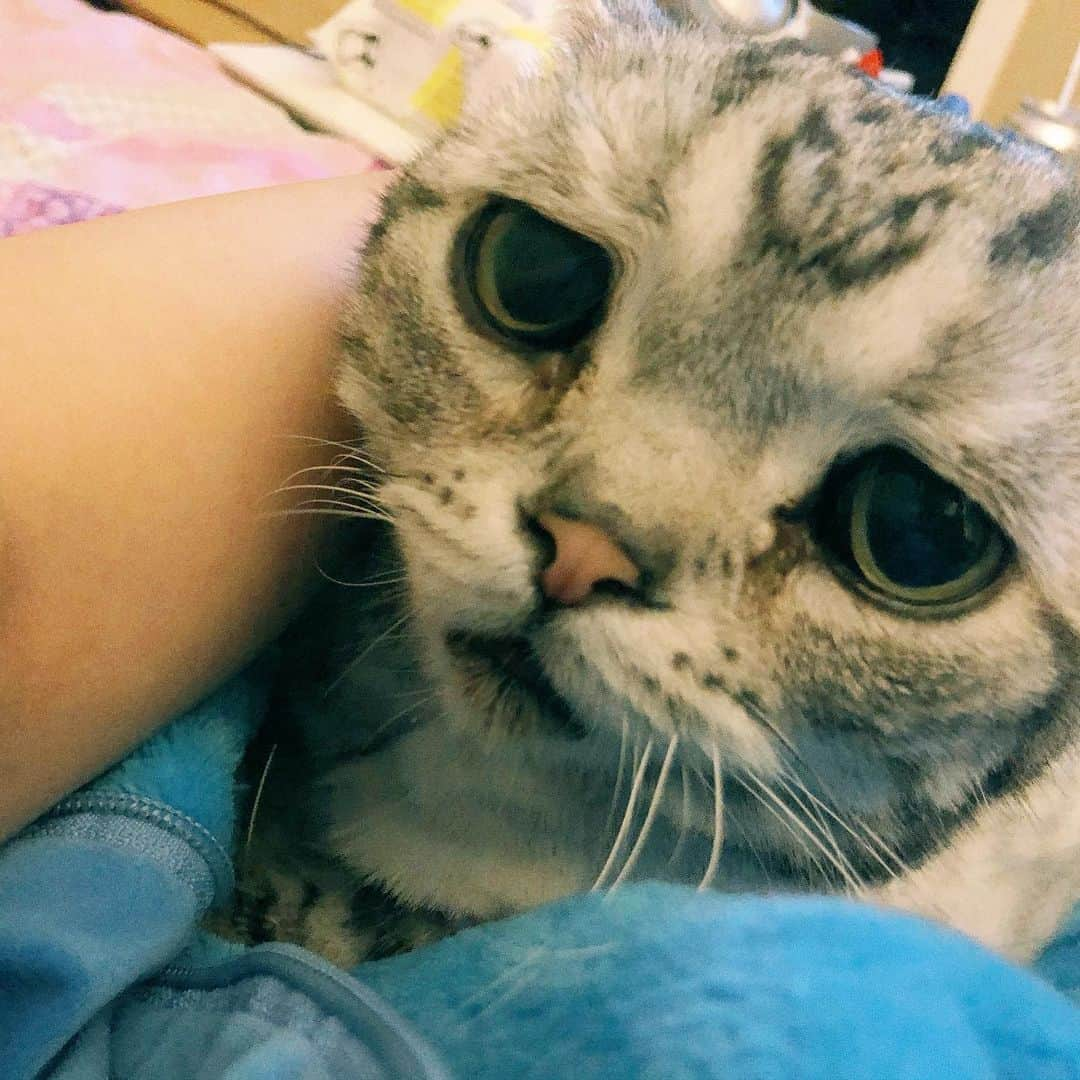 ルフさんのインスタグラム写真 - (ルフInstagram)「#luhu:”mom,it’s time to open #meatcans for me before u go to sleep 🙁...” - - #cat #sadcat #catlife #angel #adorable #lovely」5月14日 0時05分 - lanlan731