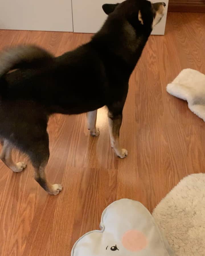 ?Fricko the Shiba Inu?のインスタグラム：「🔊Sound on: This is Keaton’s “pappa is home!” alarm 😹🗯waa-aawoooo 🐾 🐾 🐾 🐾 #Keaton #🐶 #shiba #shibainu #dog #柴犬 #黒柴 #子犬 #shibalovers #shibaholics #dogoftheday #dogslife #weeklyfluff  #dogstagram  #dogscorner #shibapuppy #puppiesofinstagram」