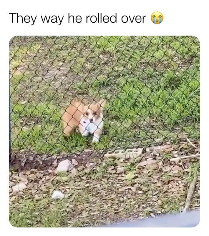 The Best From Vineのインスタグラム：「I think you just made a new best friend 😭 👉 @bviral」